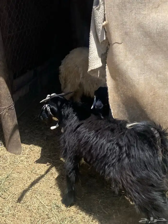 تيس عارضي للبيع مقفل شحم ولحم عمر 7 شهور او 8 اشهر 2