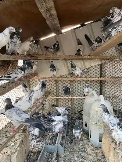 حمام باكستاني index