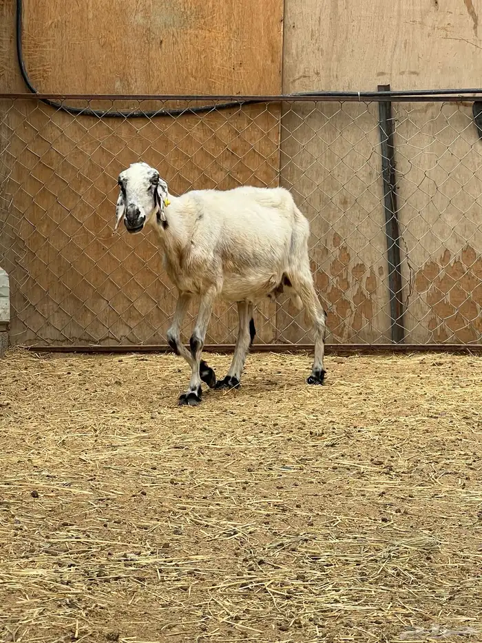 نعجة صفراء مبشمة دافع قريب (تم البيع) 0