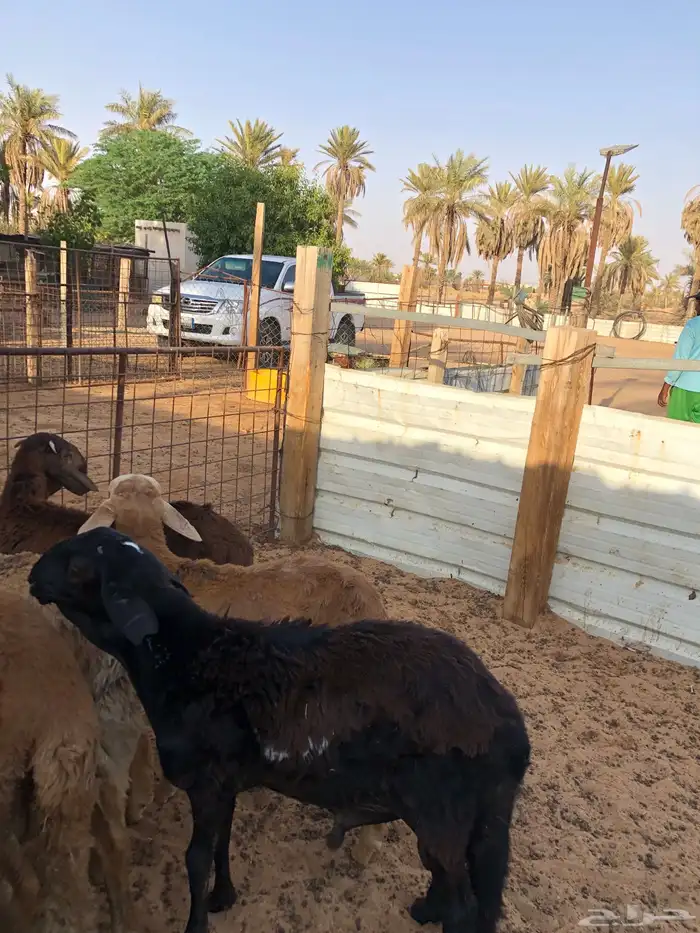 بهم سواكن 1