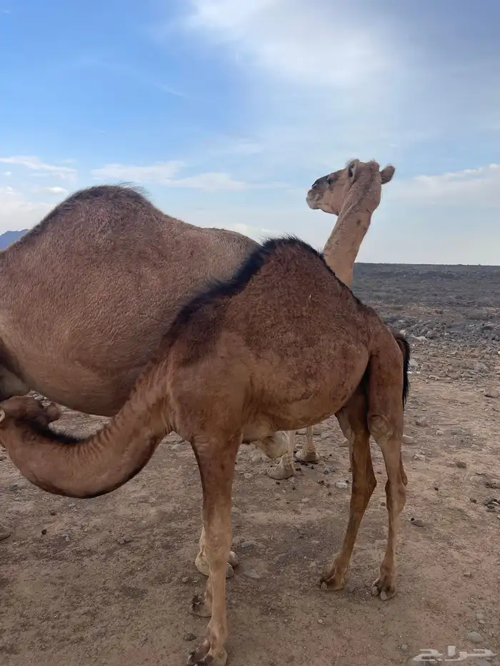 للبيع حاشي على حليب امه 1