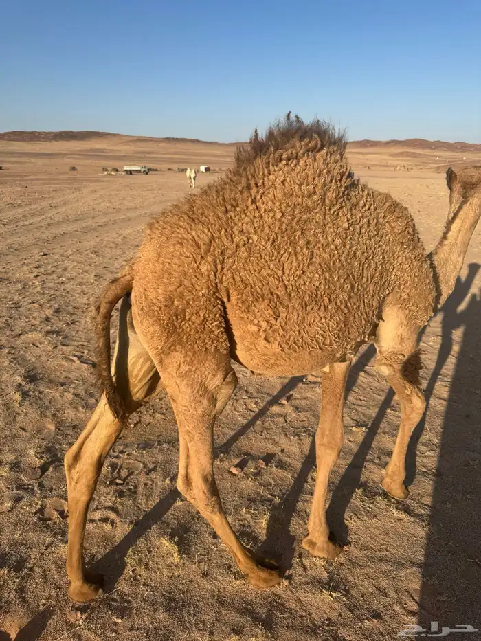 قعود أشعل 2