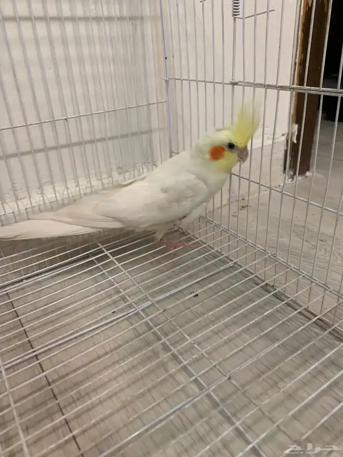 طير كروان 2