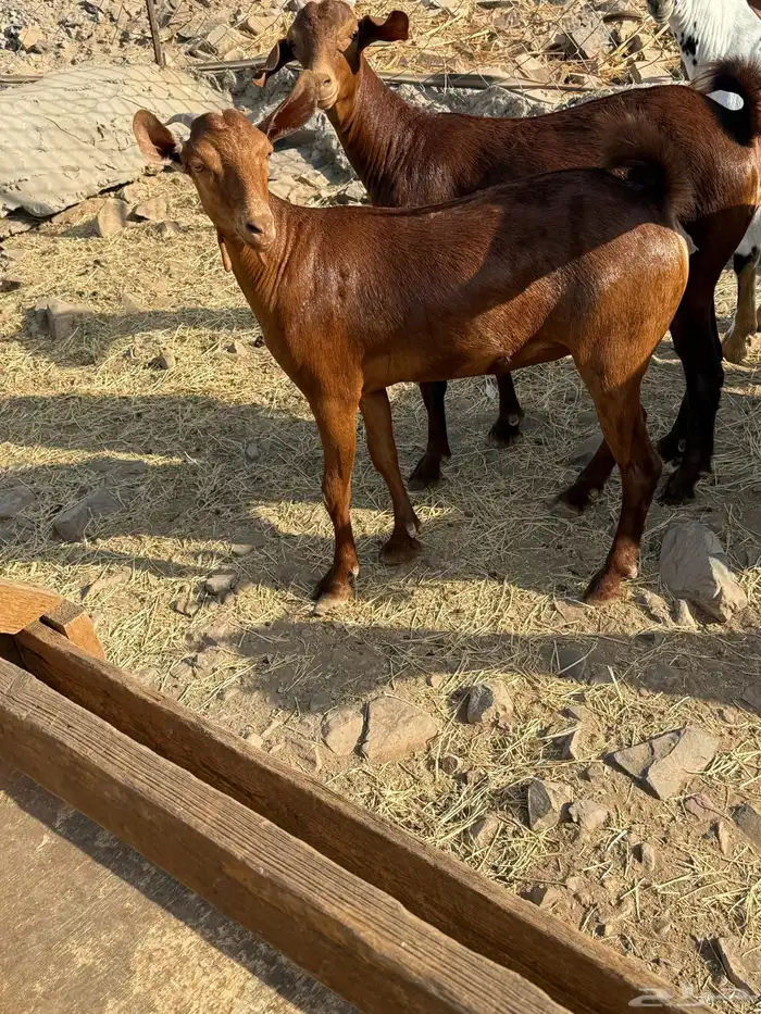 جفار محايليه صنف الصنف 14