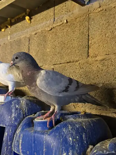 حمام فرنسي سلفر و أبيض index