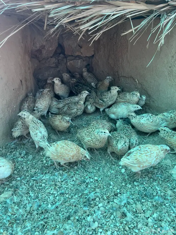 للبيع سمان فري منتج وعمر شهر وعمر اسبوع 4