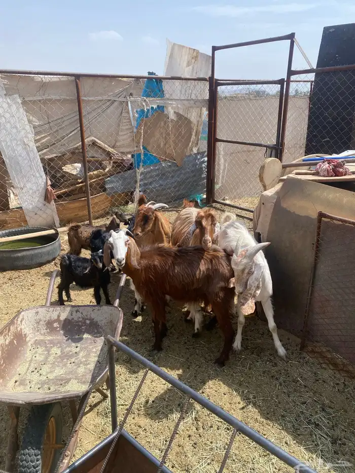 معزة للبيع 5