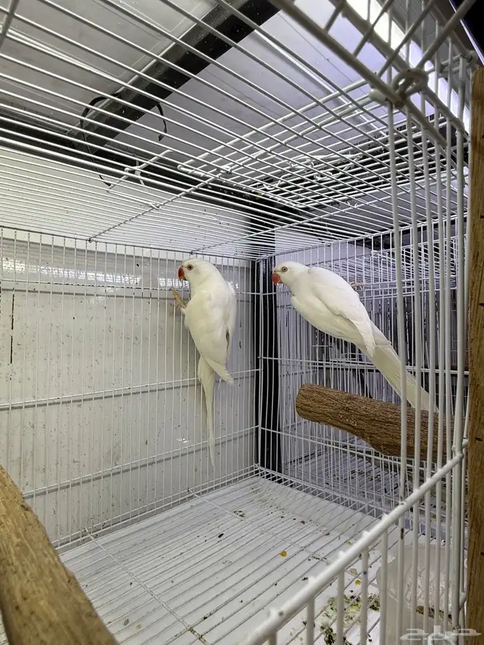 جوز دره لاتينو متاح جوز دره 4