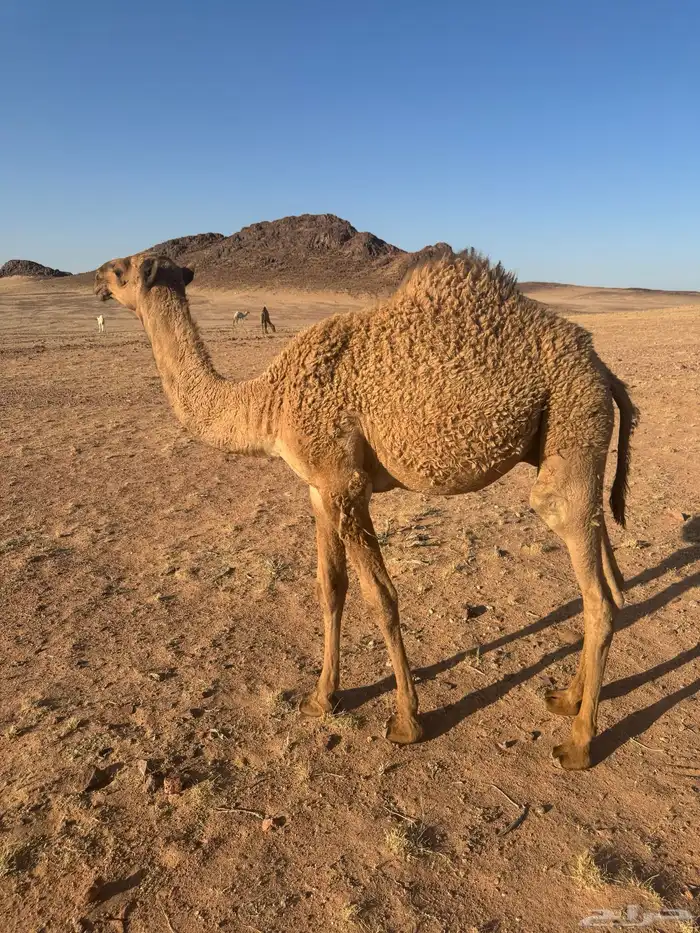 قعود أشعل 1