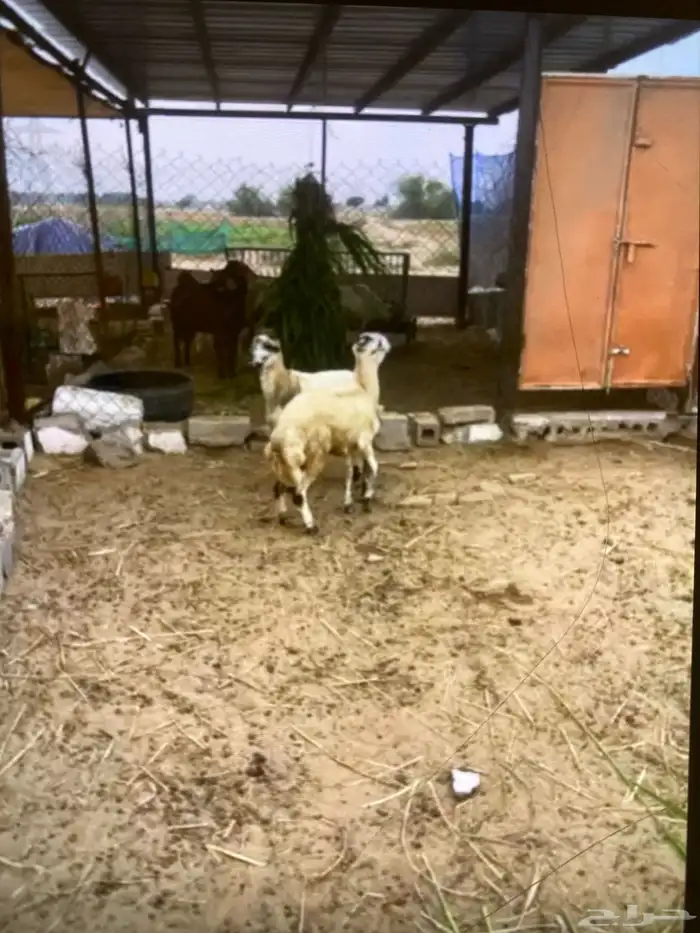تم البيع 0