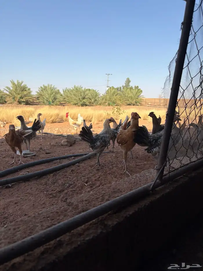 دجاج فيومي 2
