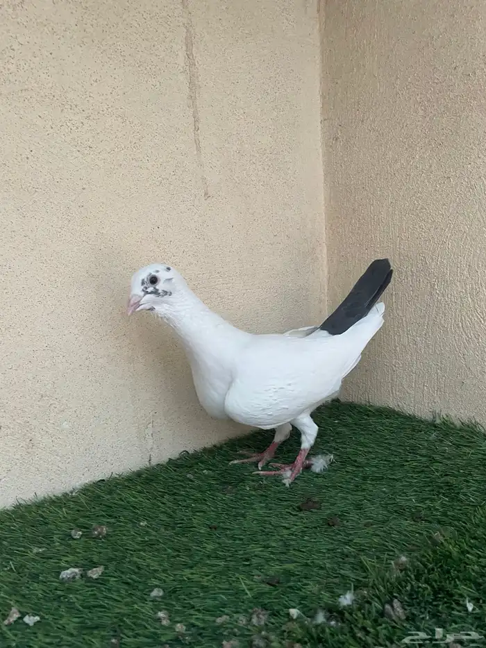جوز ذكر مواردي و الانثاء ابرش 7