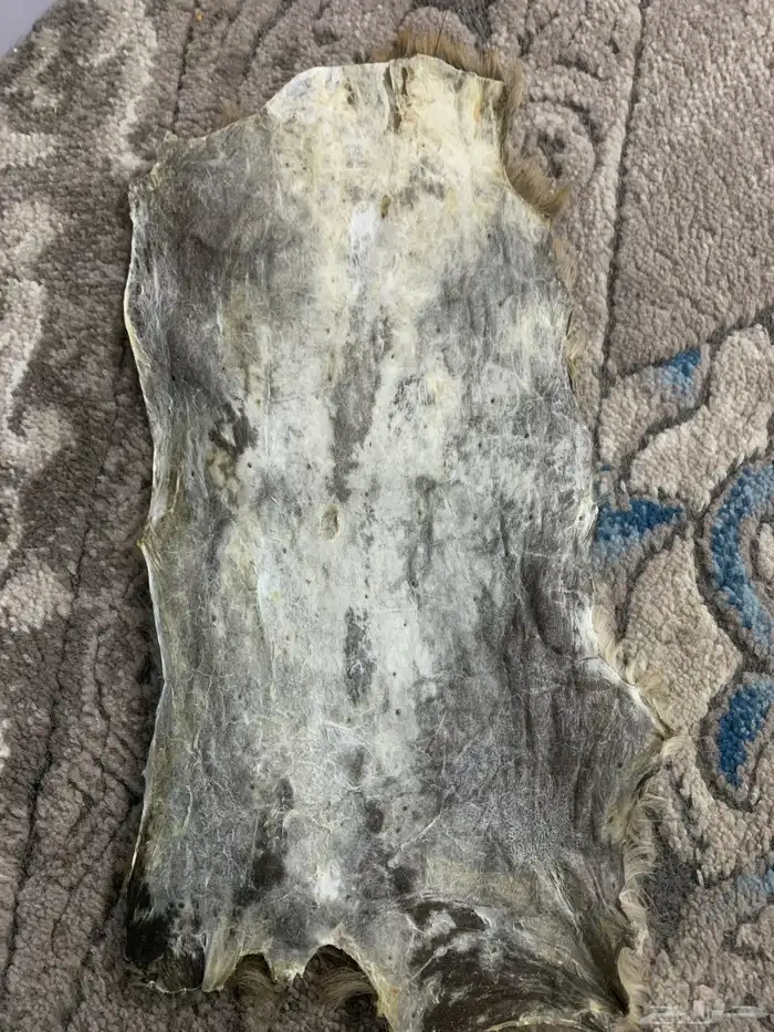 جلد طبيعي لحيوان الوباره (فائر الجبل) 1