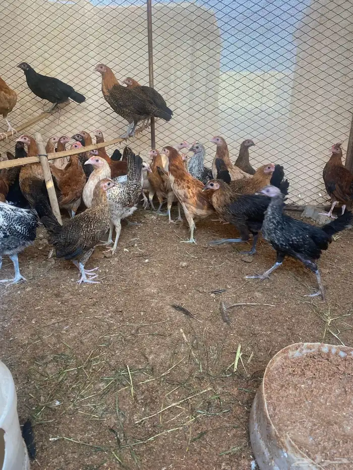 مشروع دواجن 24