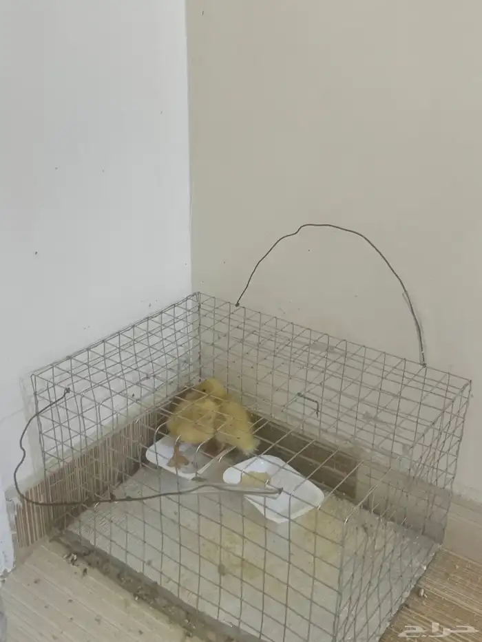 بط مع جميع ملحقاته 1