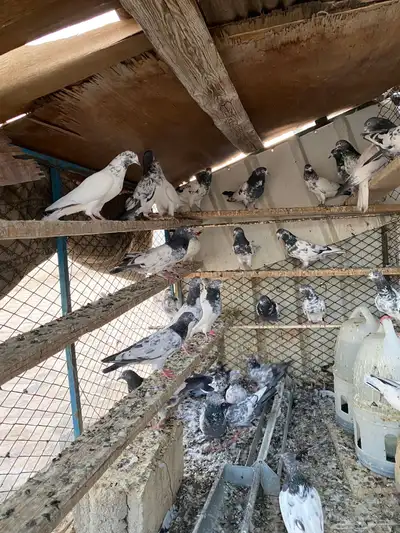 حمام باكستاني index