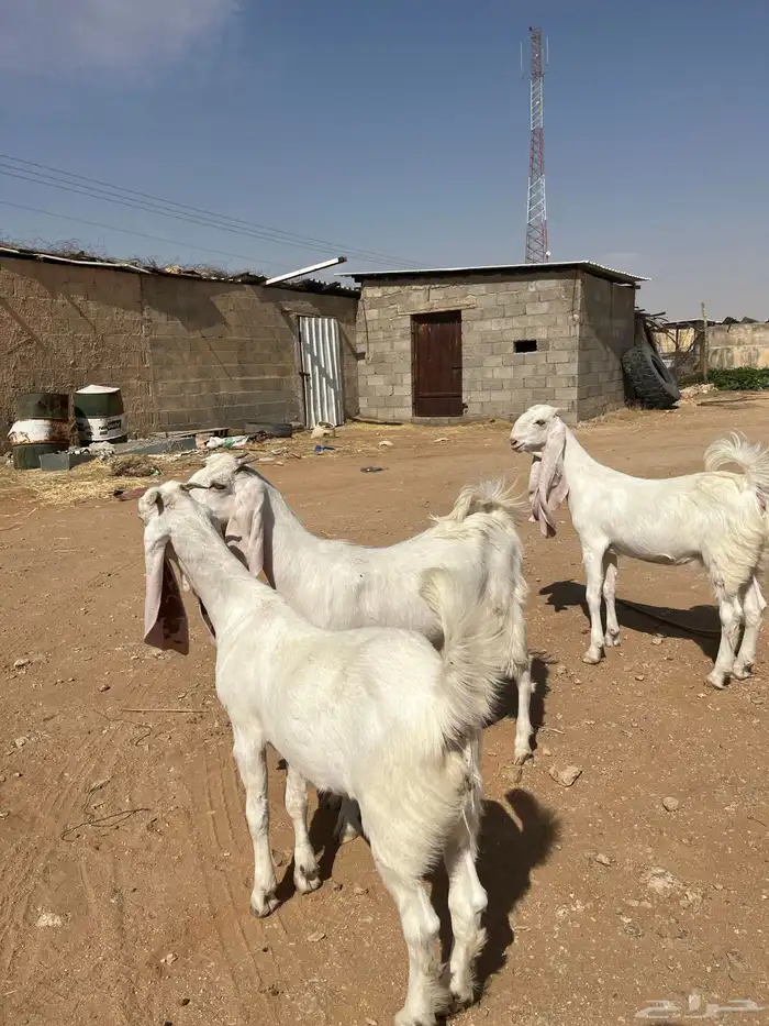 جفرات برص مطورات خصم جفره مطوره حجازي هولندي 3