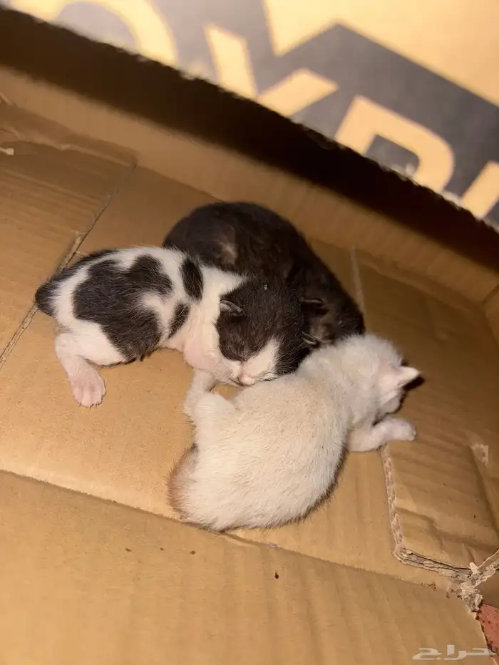 قطط كتن للتبني 1