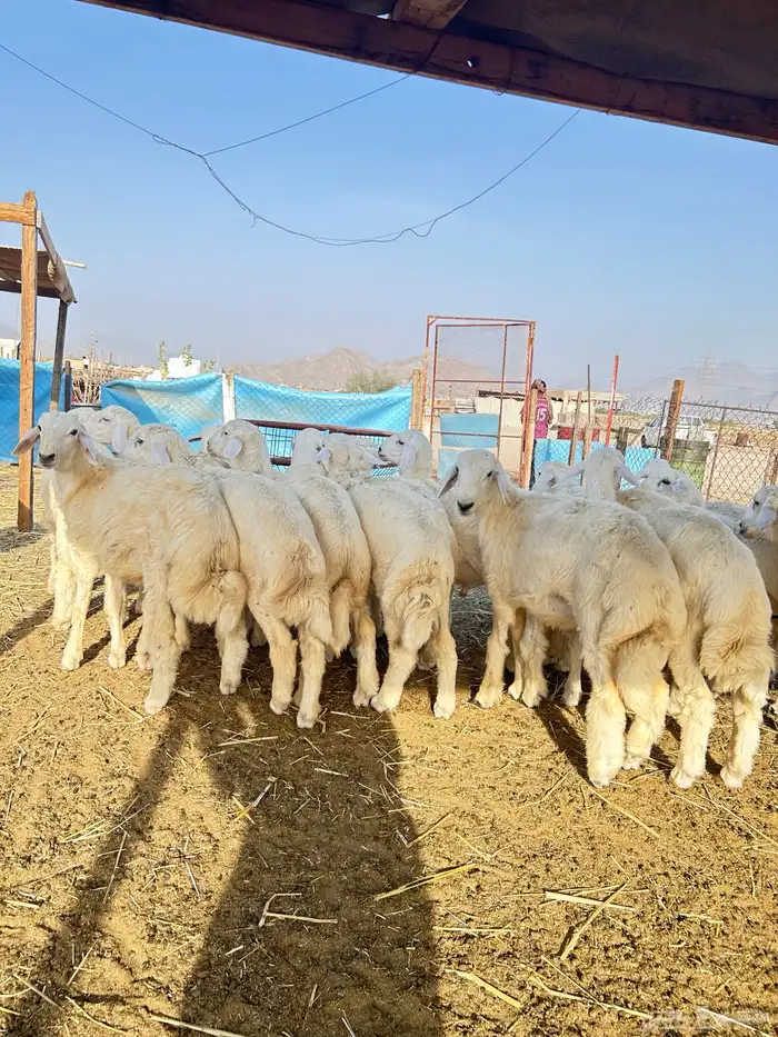 ذبايح حريه طليان و رخال 2
