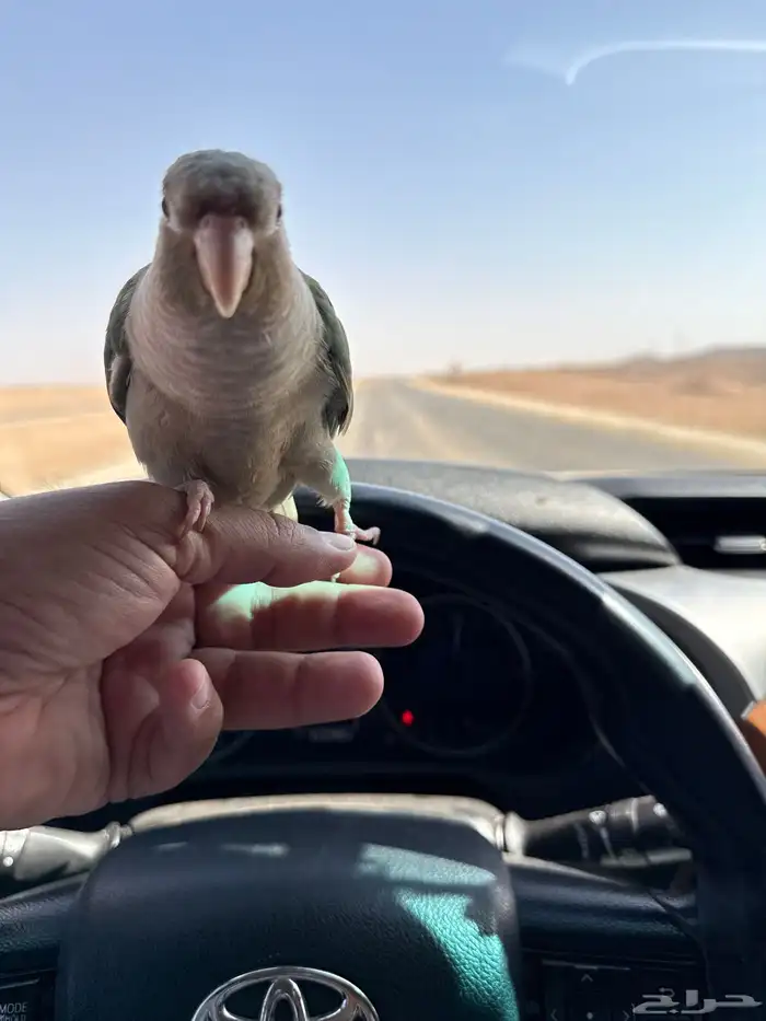 طير كنيور اليف 1