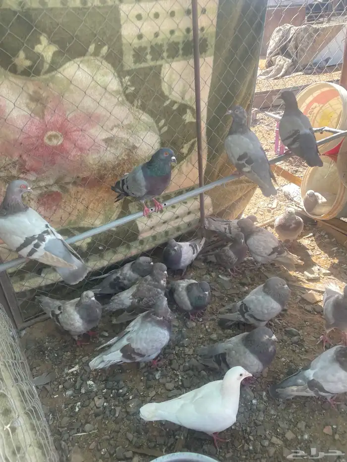 حمام سلفر جامبو و حمام فرنسي و حمام زاجل 5