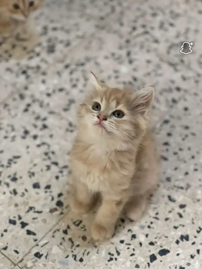 قطط للبيع 3