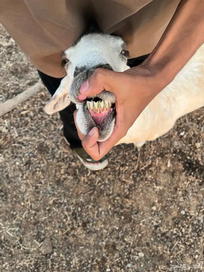 نعجه حريه 5