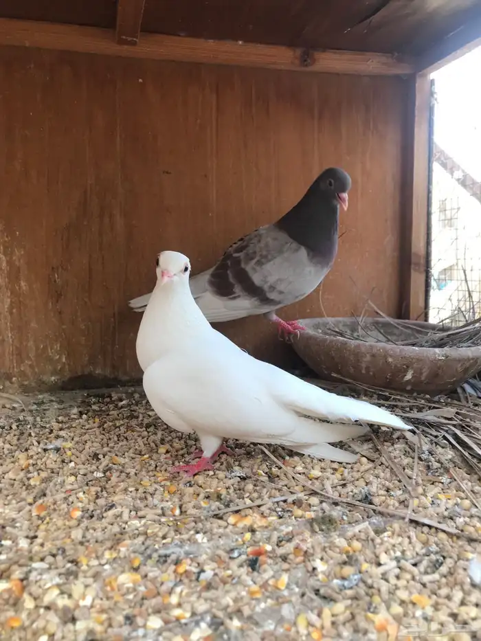 صنعاني اصيل شيبه 19