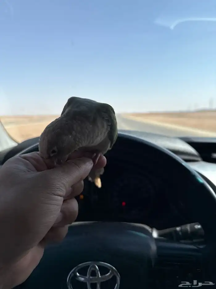 طير كنيور اليف 0