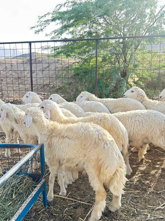 ذبايح حريه طليان و رخال 11