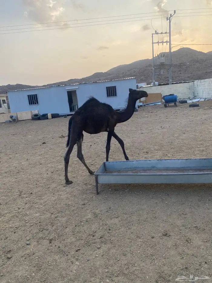 بكره كفو لباني 0