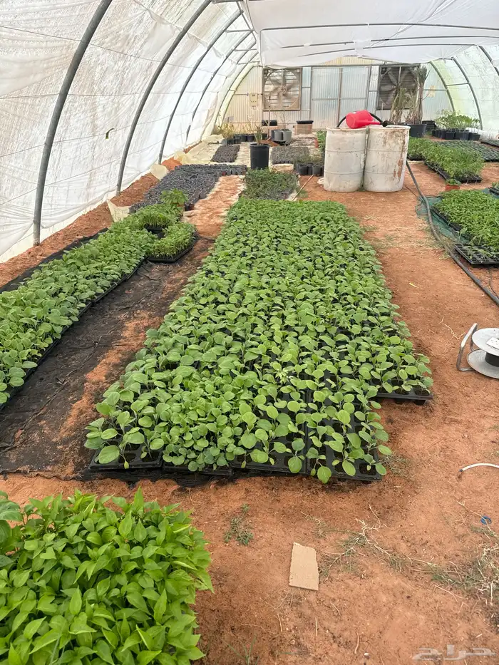 شتلات طماط 4