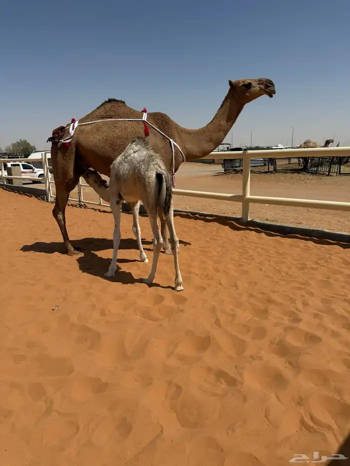 بكر حمرا تحتها بكره 0