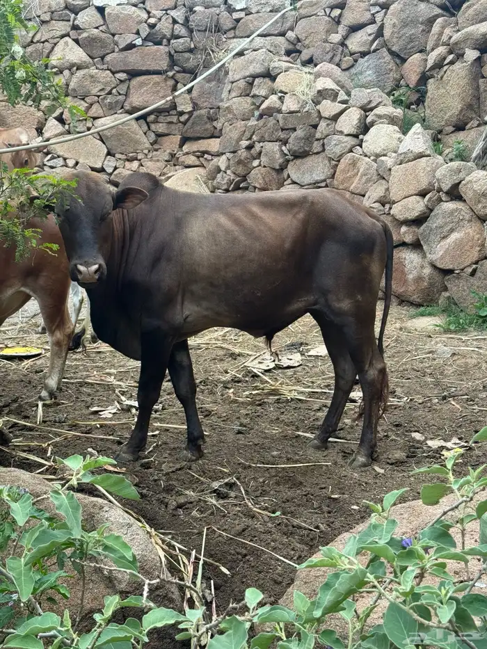 عجل حسيل. للبيع بلدي 2
