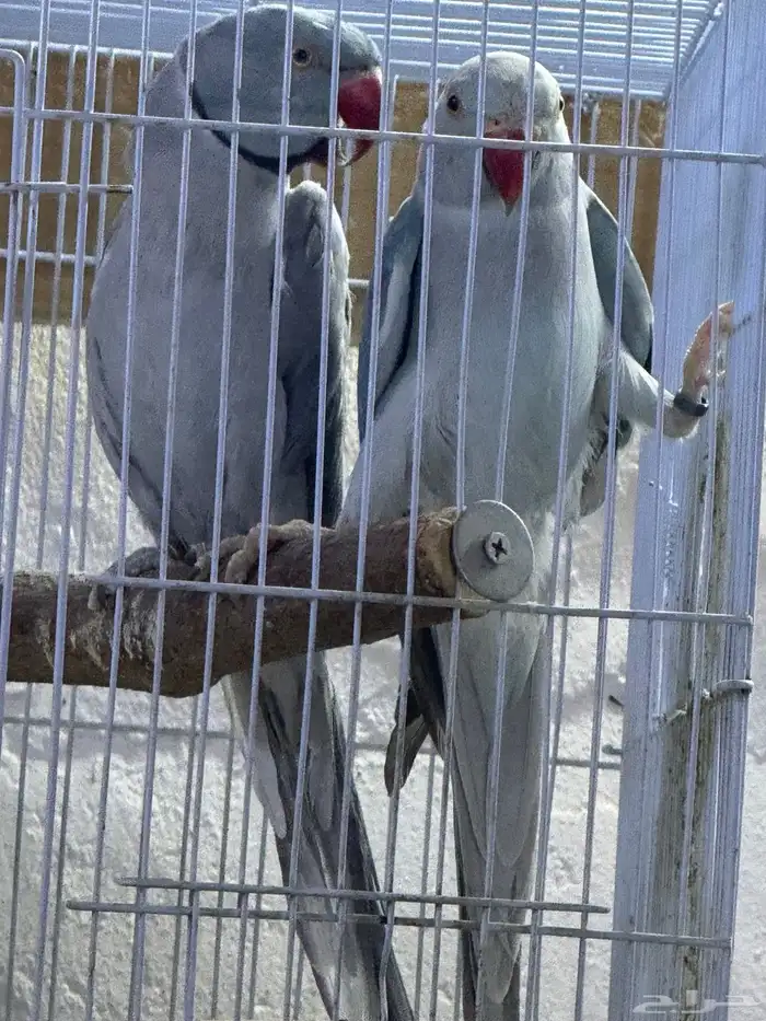 زوج درة هولندي 3