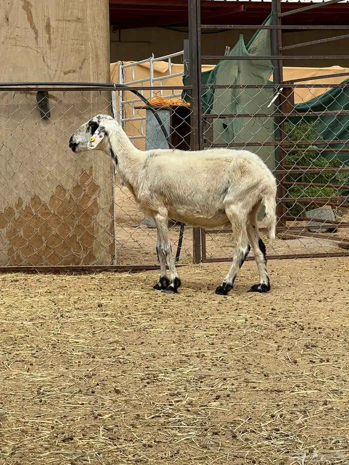 نعجة صفراء مبشمة دافع قريب (تم البيع) 3