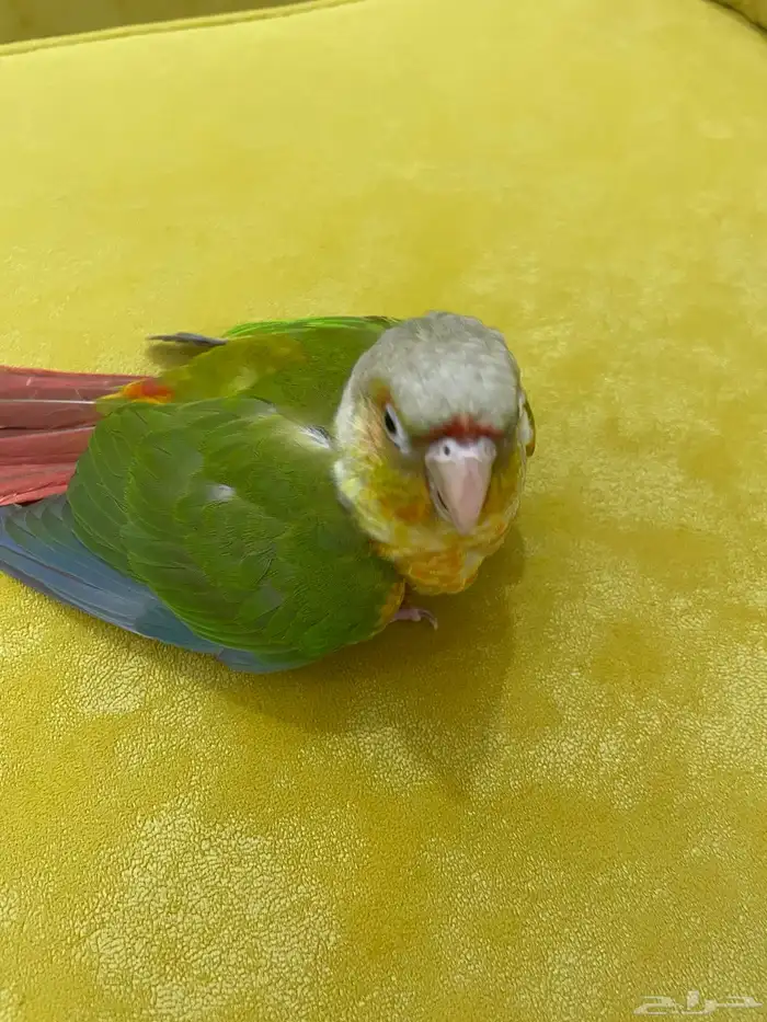 فرخ كنيور أليف و هدد ( تم البيع ) 2