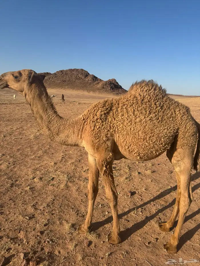 قعود أشعل 6