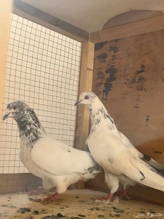 البيع حامم 3
