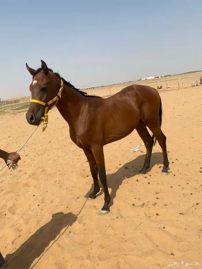 مهرشعبي 1