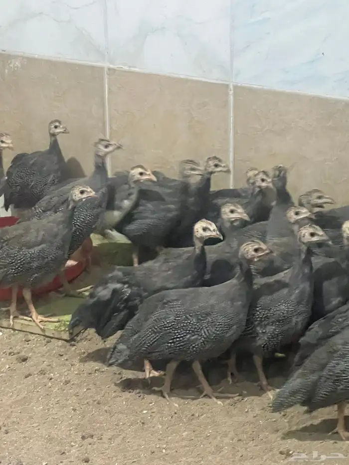 دجاج حبشي الحجل البلدي دجاج الوادي العمر ثلاث اشهر 0