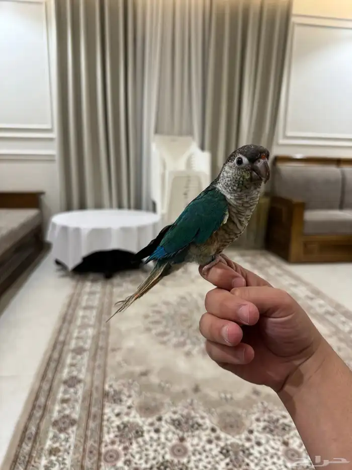 كنيور اليف عمره سنة ثلاثة شهور 0