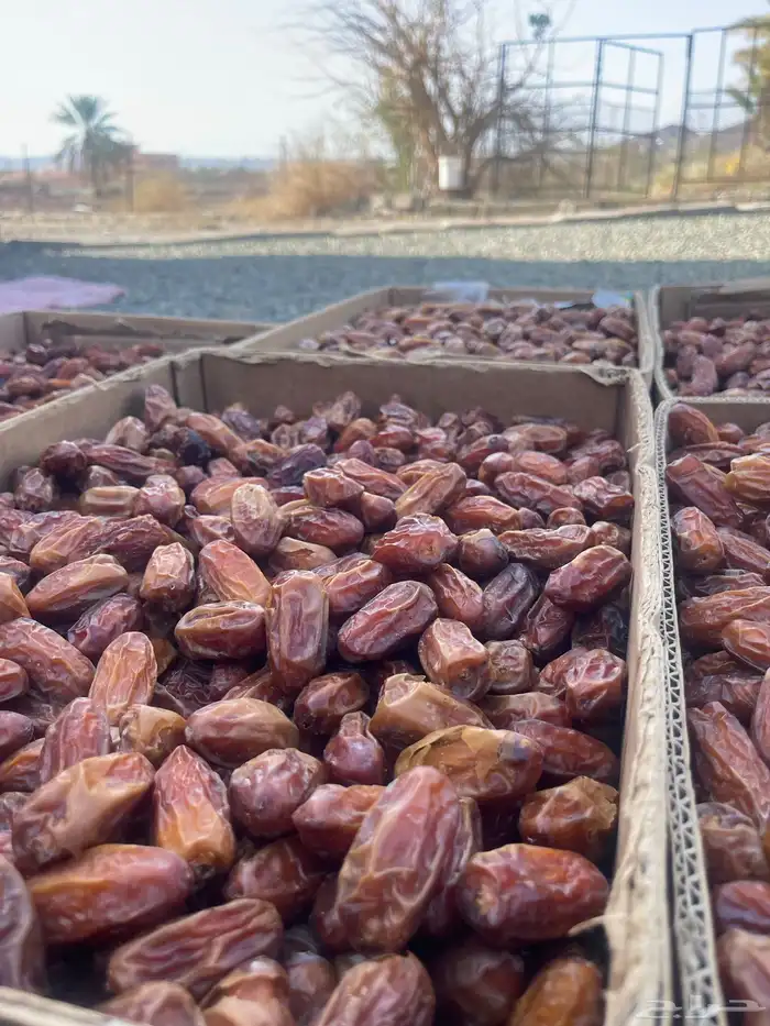 تمر صفري نقاوه صافي 0