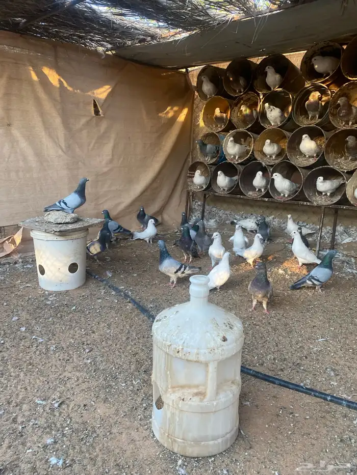 مشروع دواجن 13