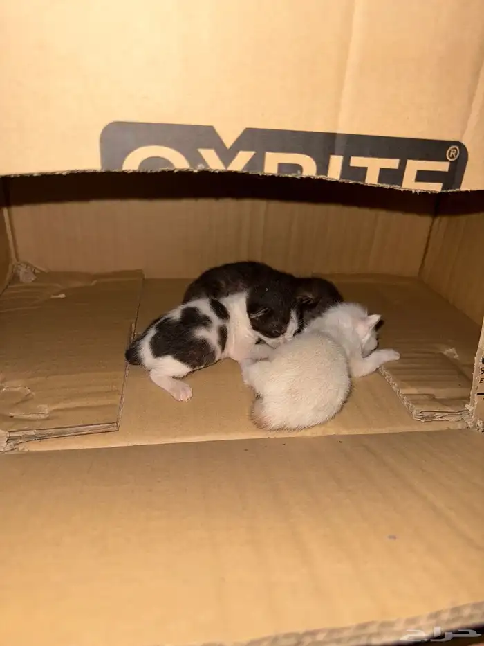 قطط كتن للتبني 0