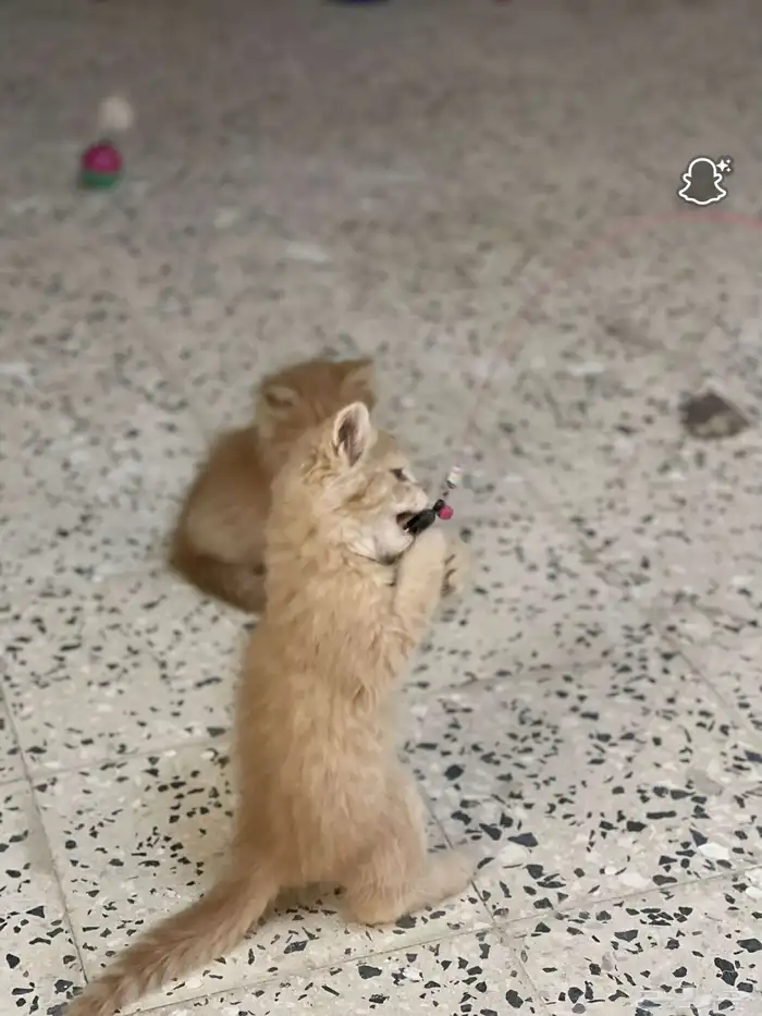 قطط للبيع 7
