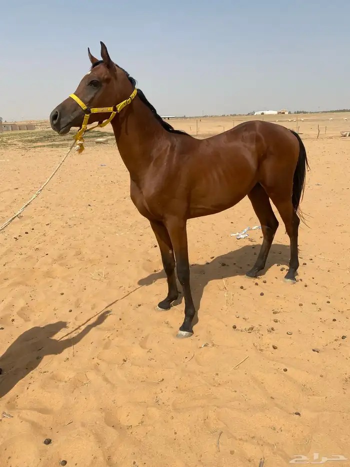 مهرشعبي 0