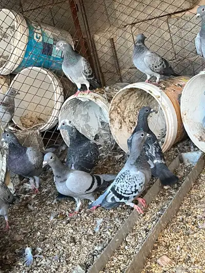 للبيع حمام زاجل الاصيل السعودية index