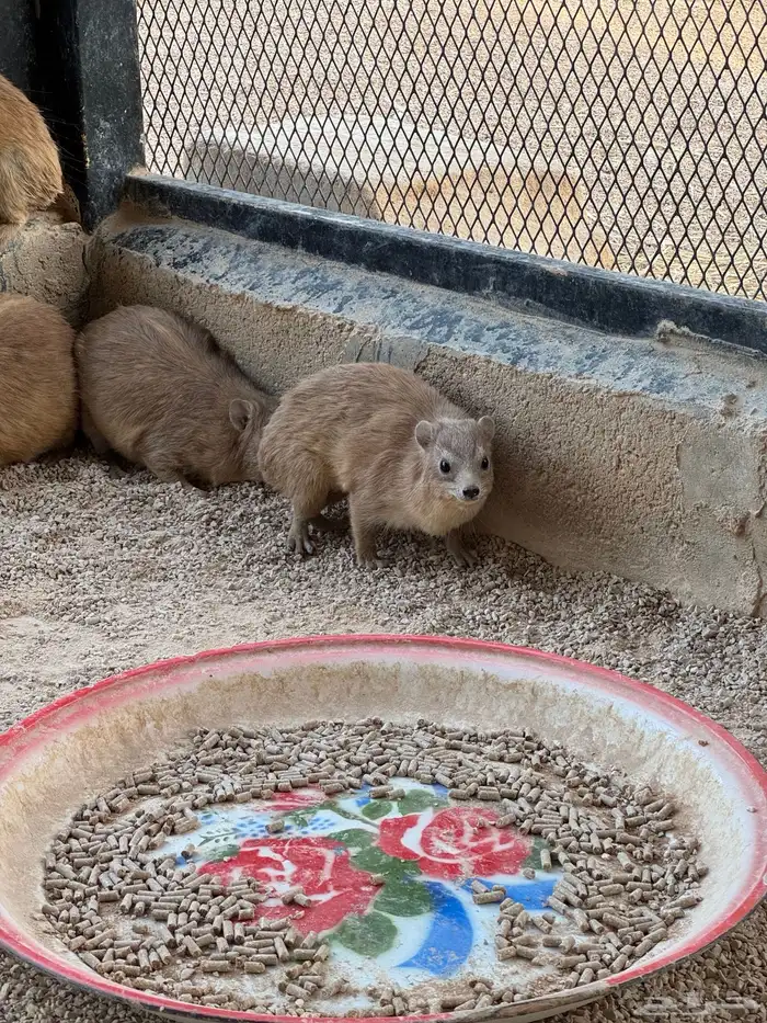 للبيع 3