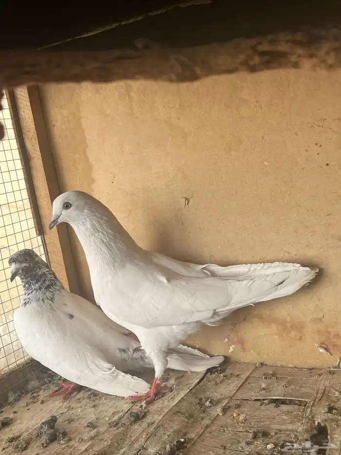 البيع حامم 2
